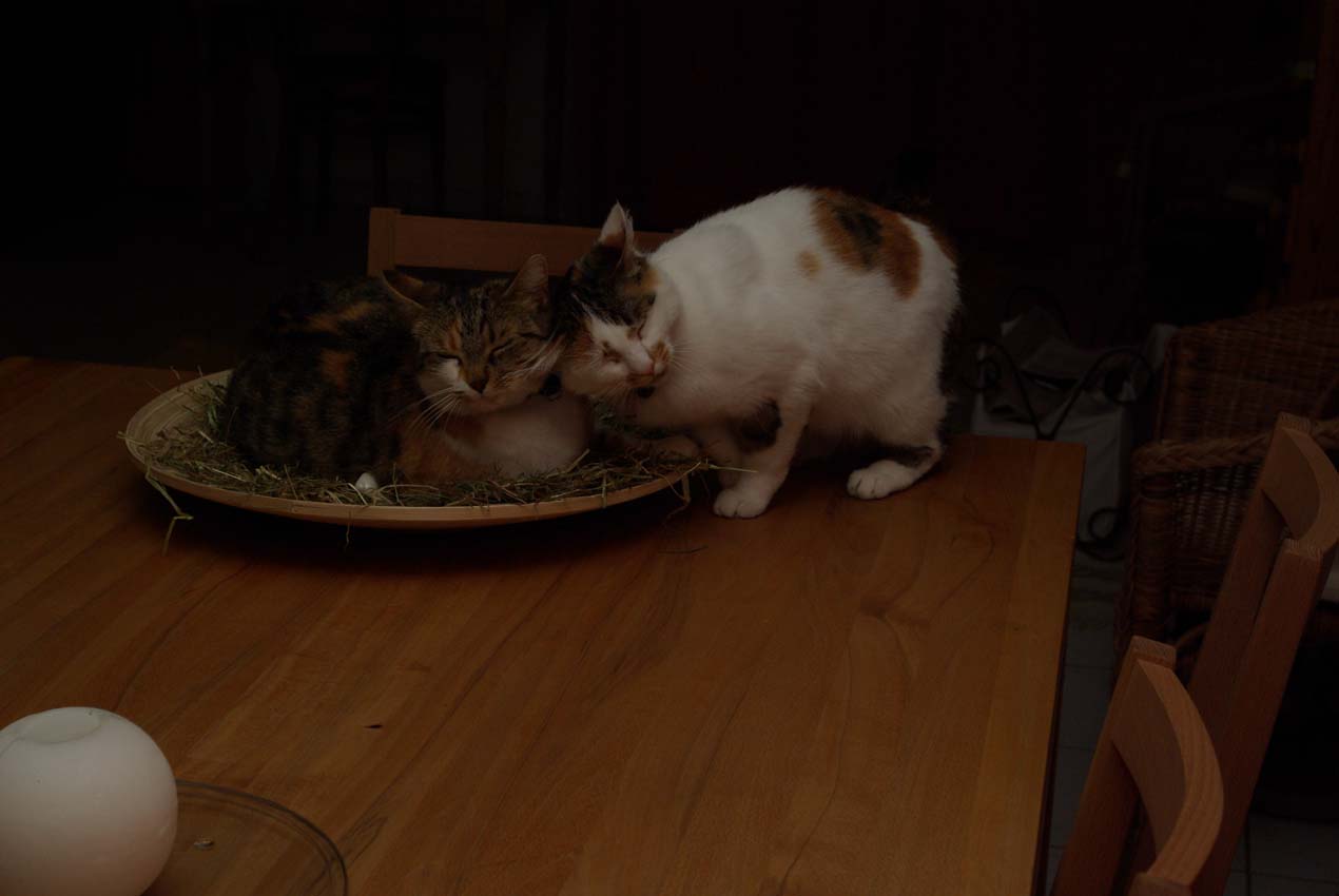 Katzenliebe zw Mutter und Tochter