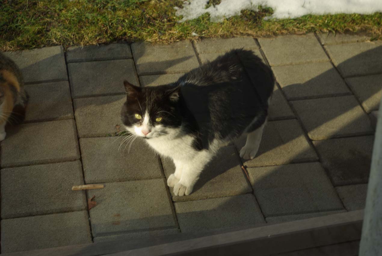 VaterSchlingel