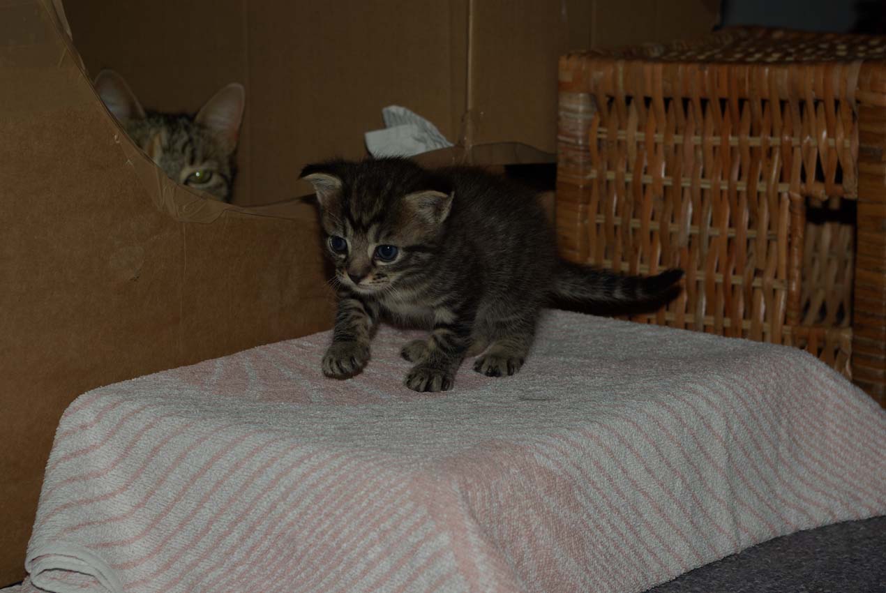 Silas