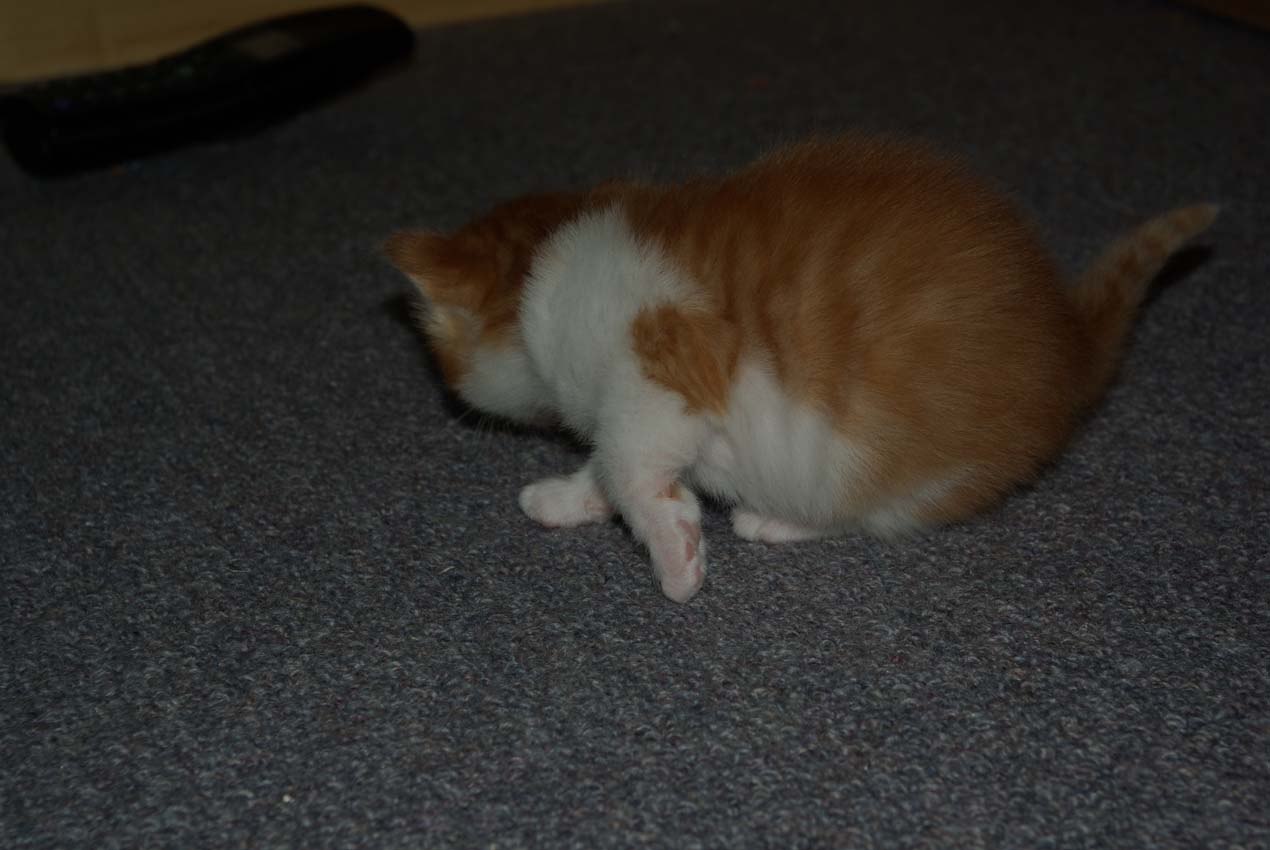 Babou