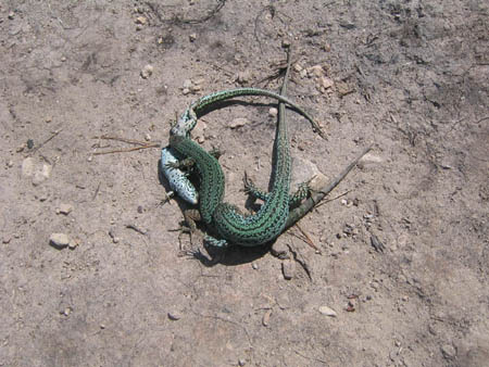 Formentera2007