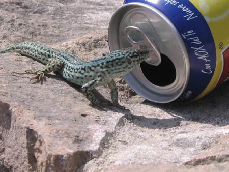 Formentera2007