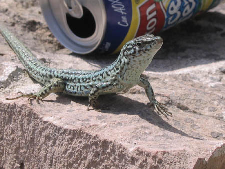 Formentera2007