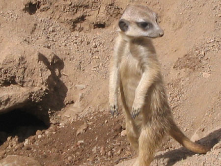 Erdmännchen