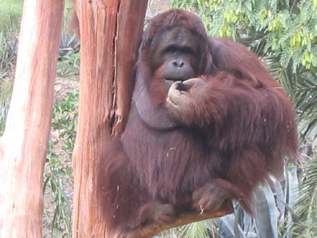 Orang