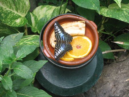 Palmitos