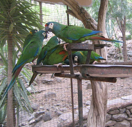 Papagallos