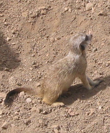 Putziges