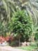 Ficus