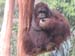 Orang